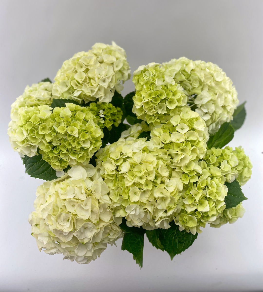 Hydrangea Flower Wholesale